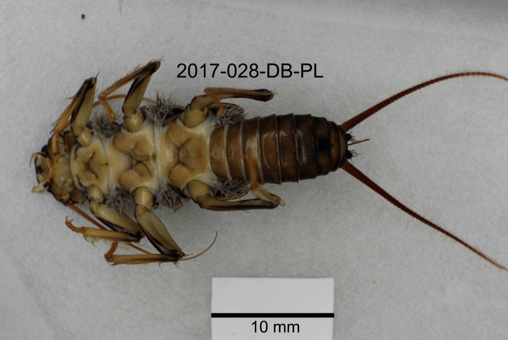 ventral