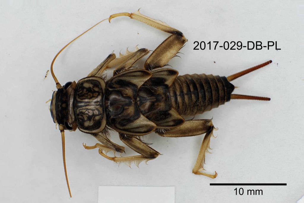 dorsal