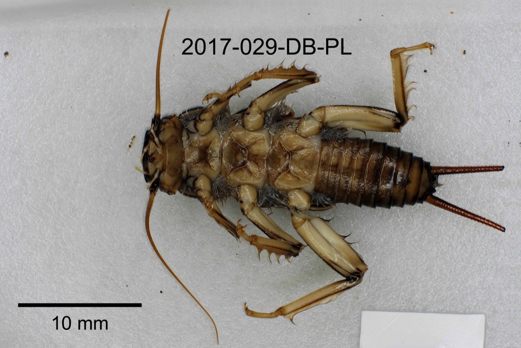 ventral