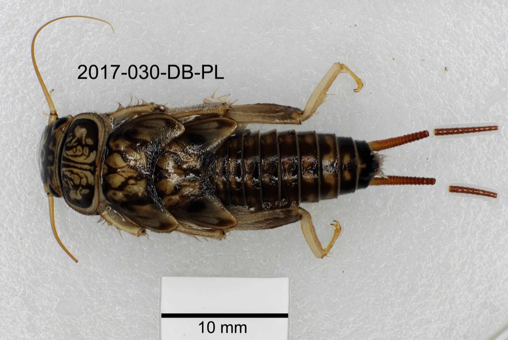 dorsal