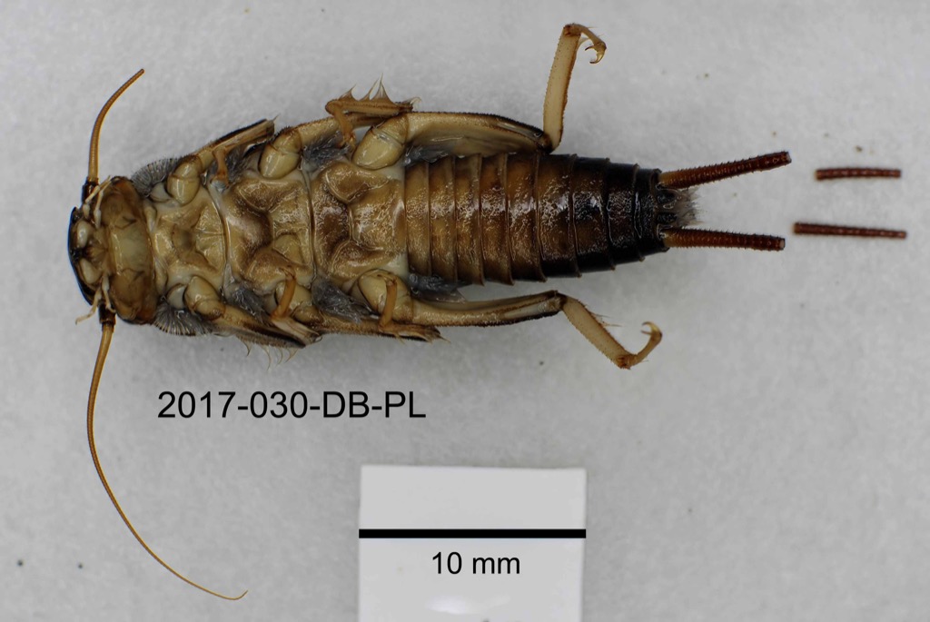 ventral