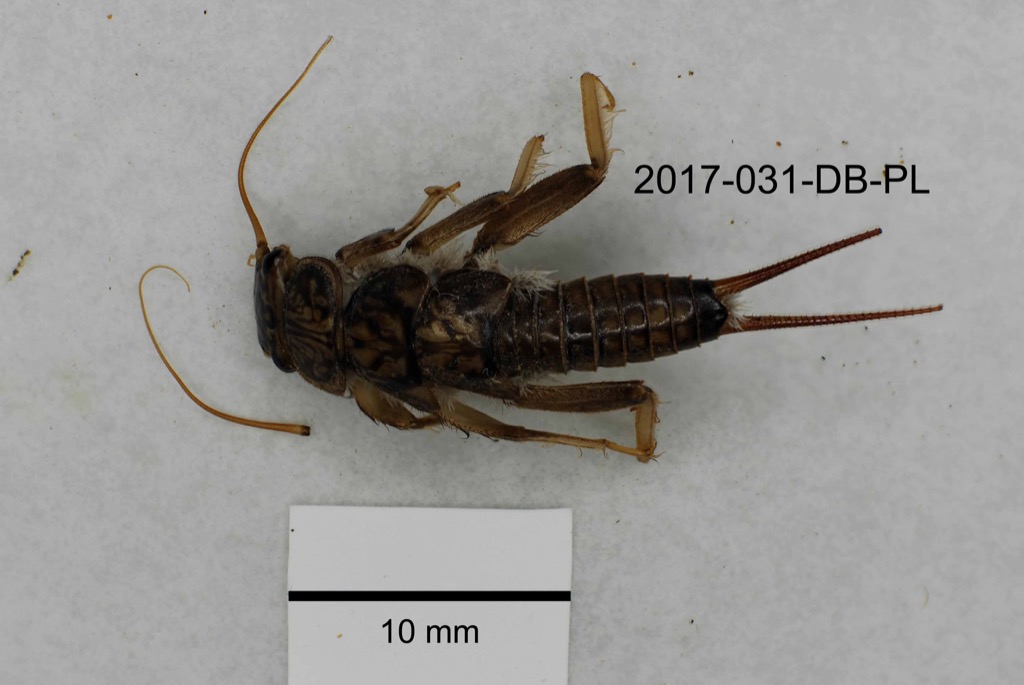 dorsal