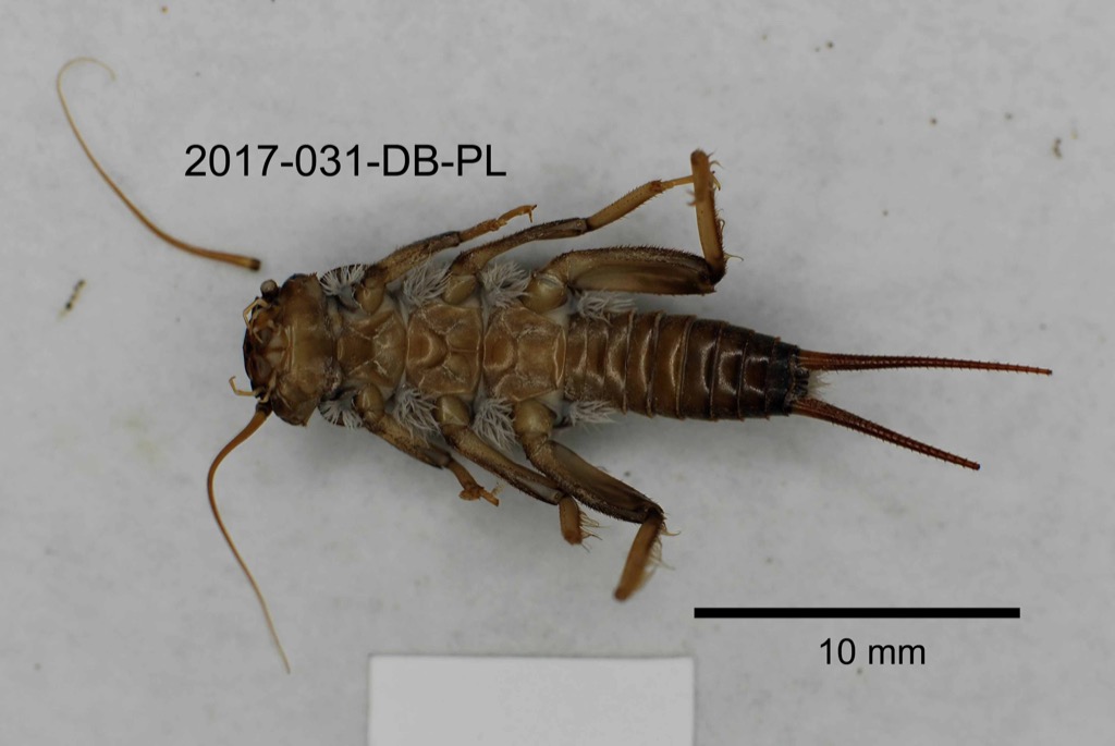 ventral