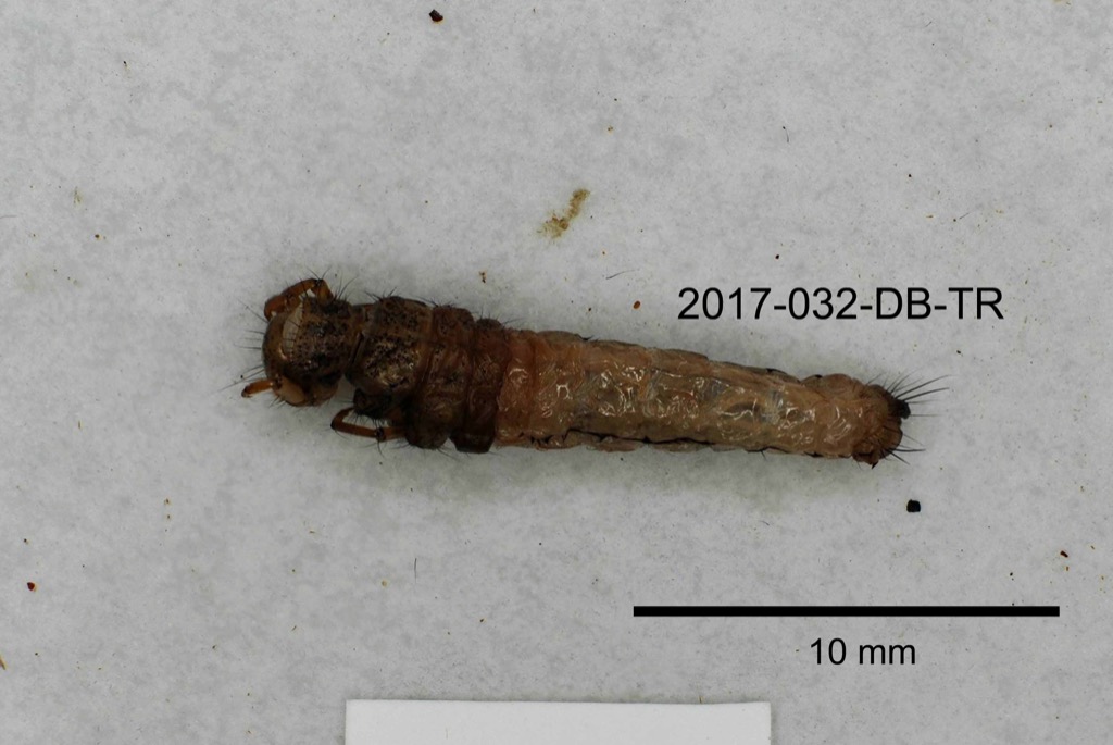 dorsal