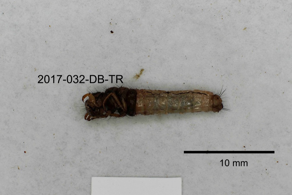 ventral