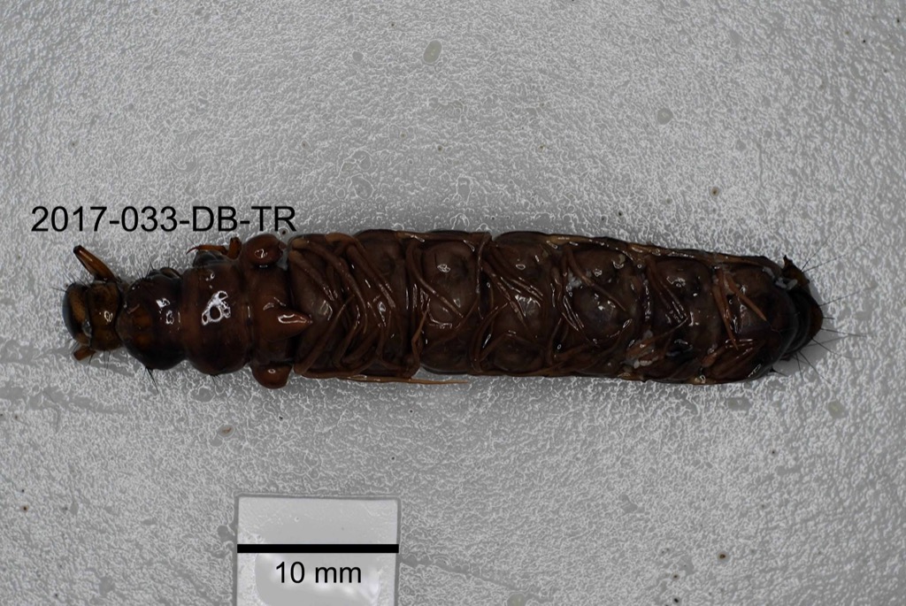 dorsal