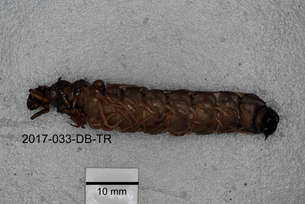 ventral