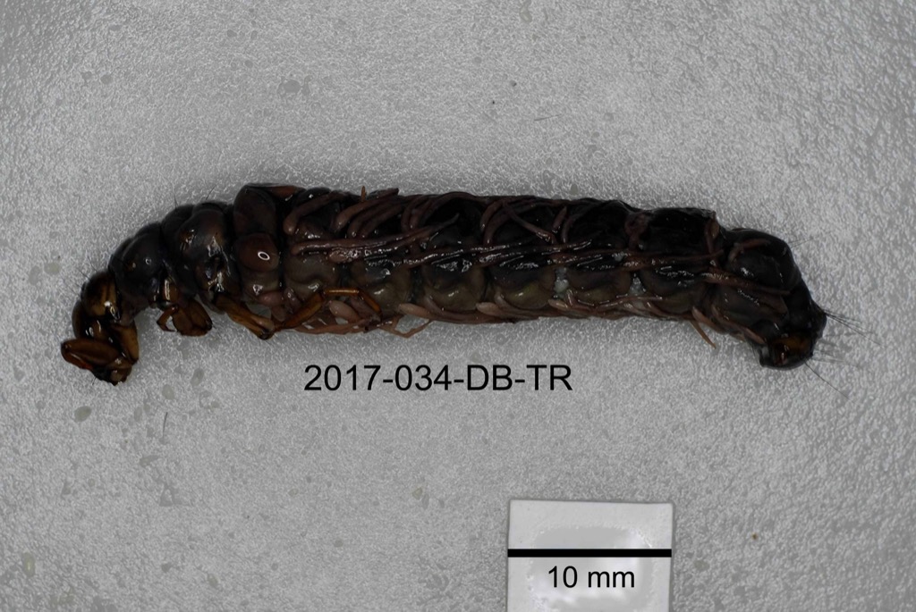 lateral