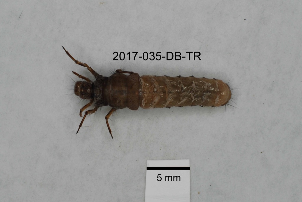 dorsal
