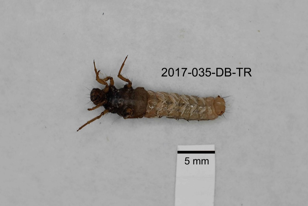 ventral
