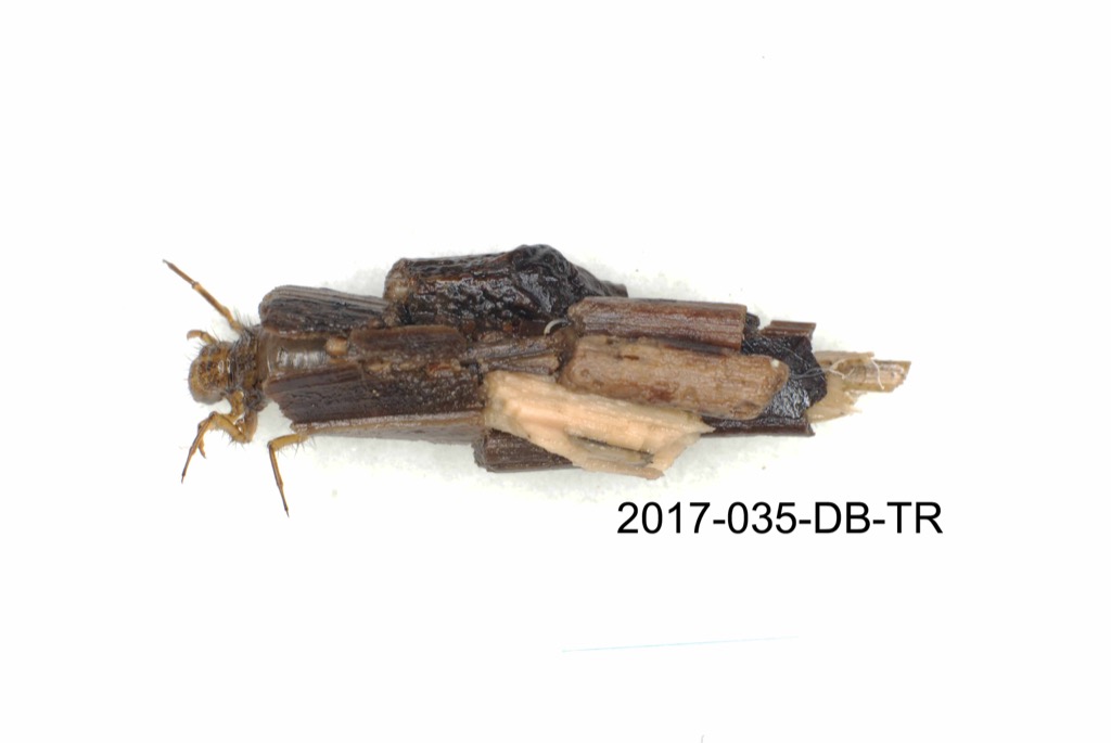 case dorsal