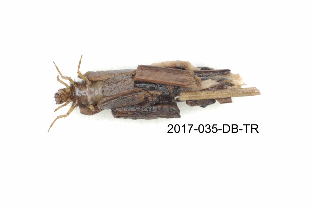 case ventral