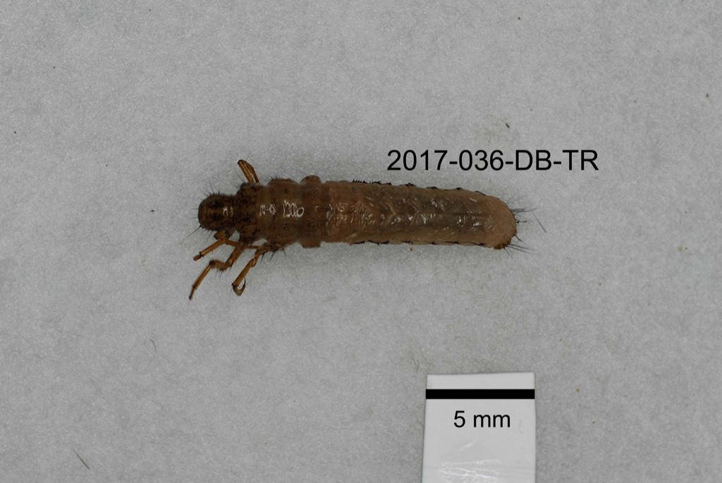 dorsal