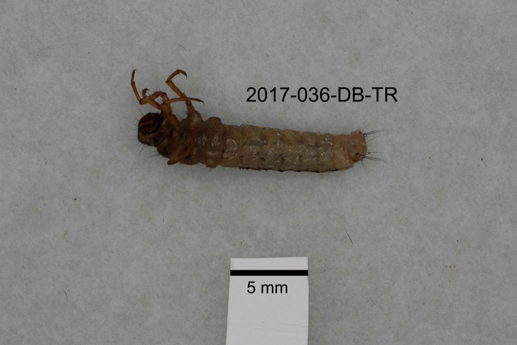 ventral