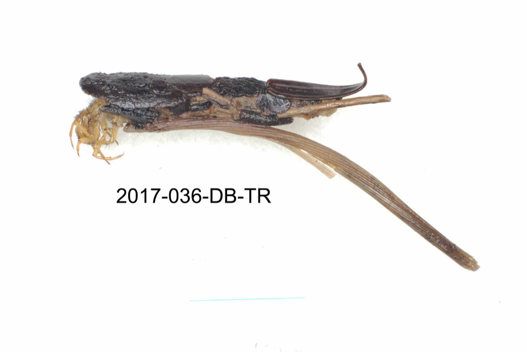 case lateral