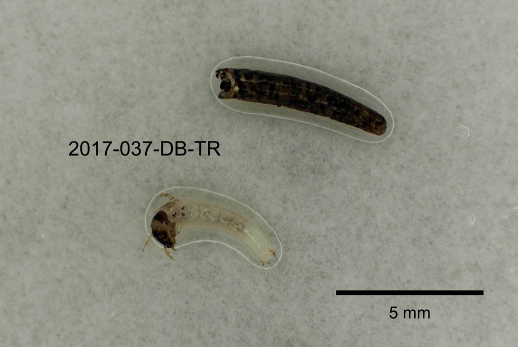 lateral