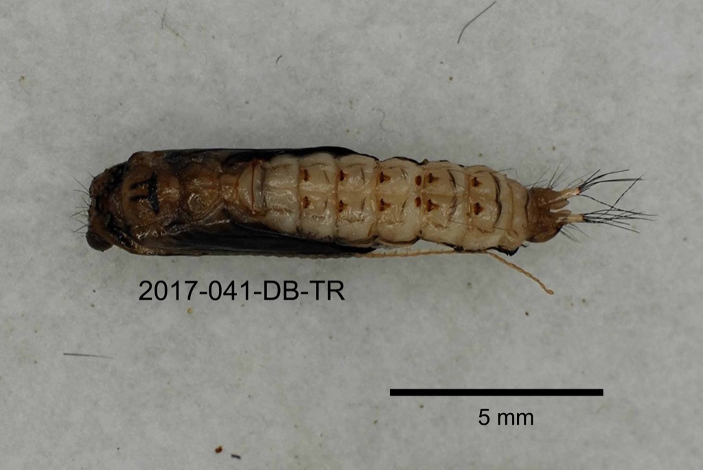 dorsal