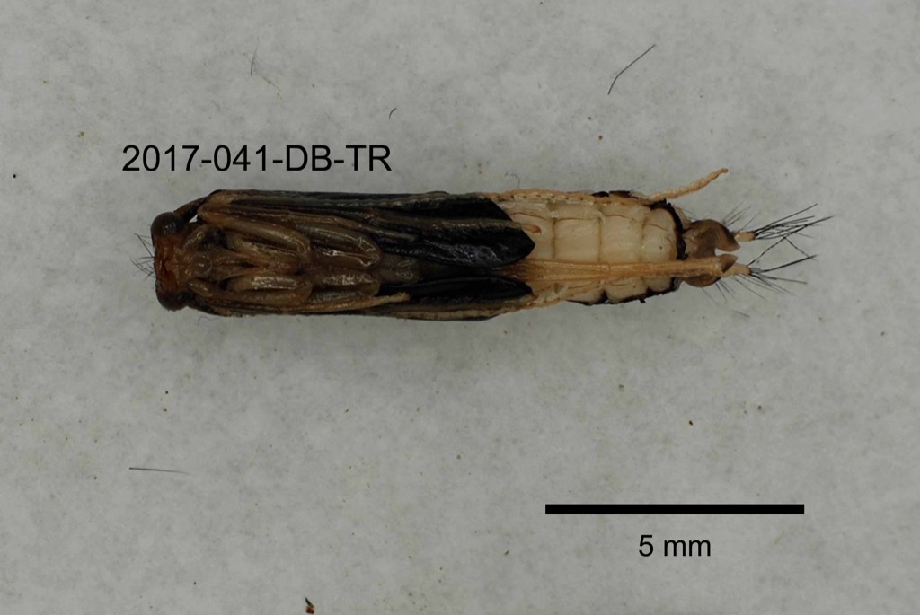ventral