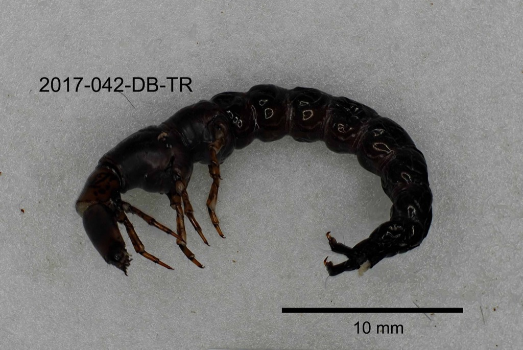 lateral