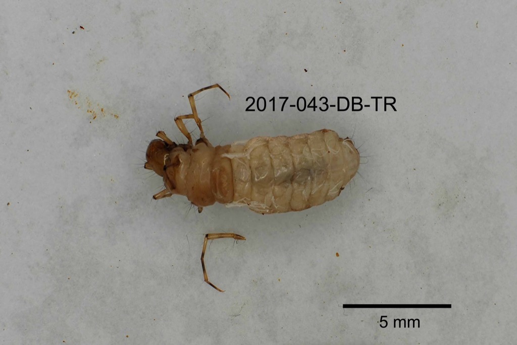 dorsal