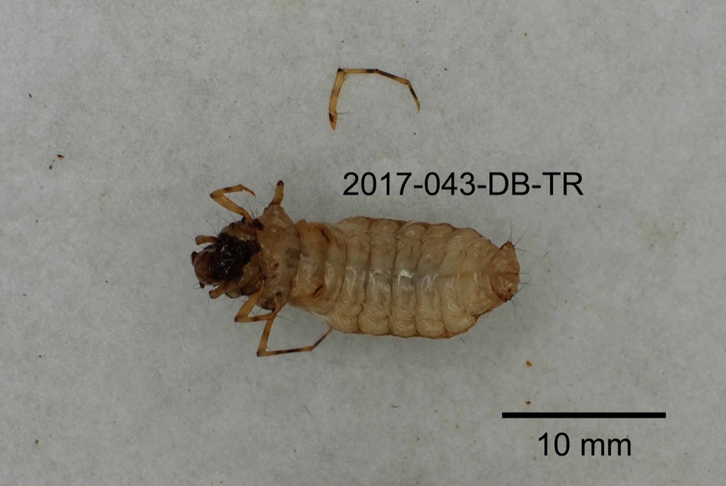 ventral
