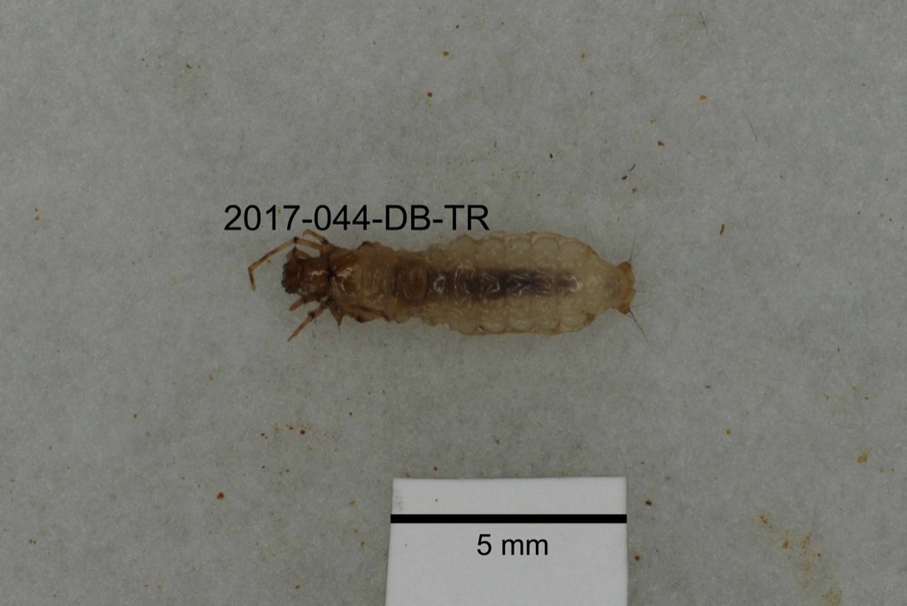dorsal