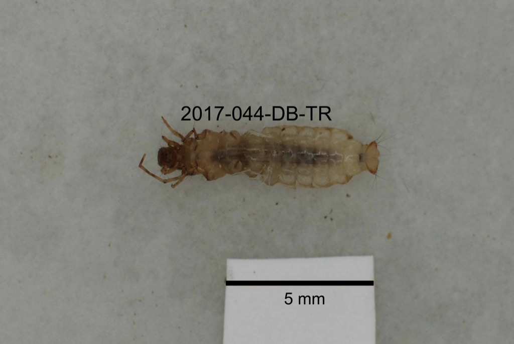 ventral