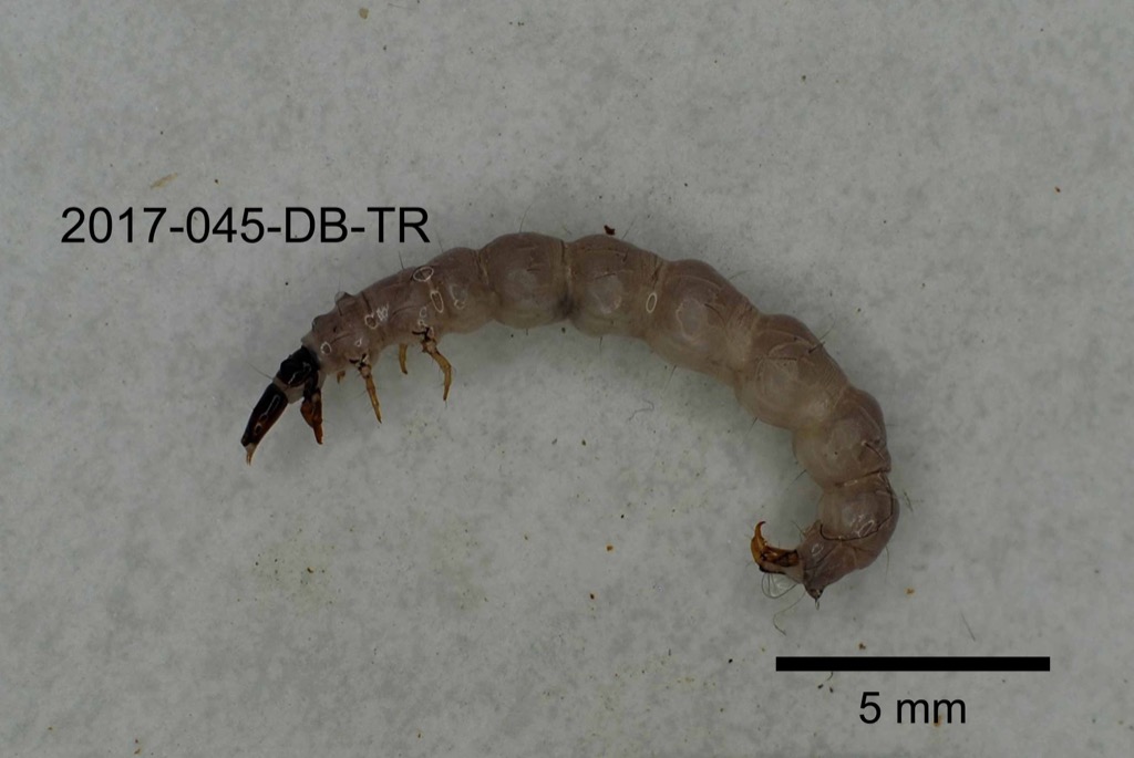 lateral