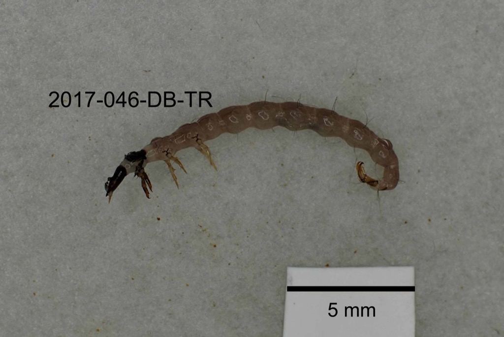 lateral