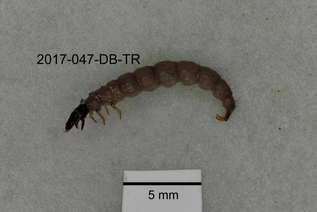 lateral