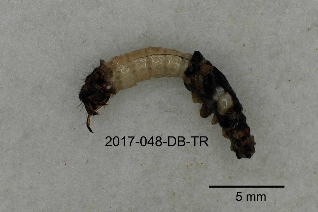 lateral
