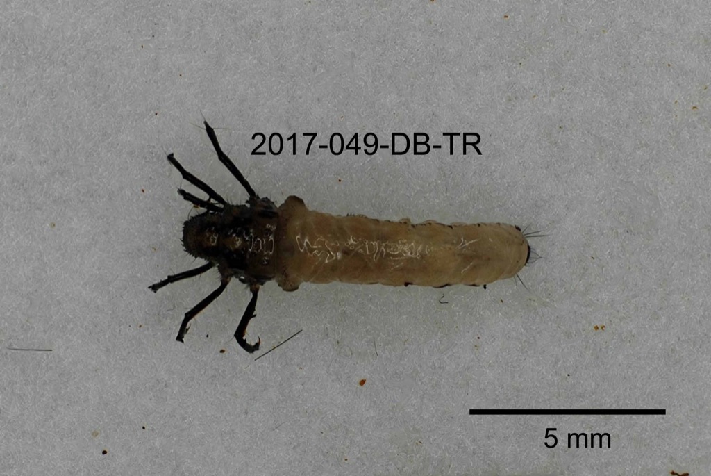 dorsal