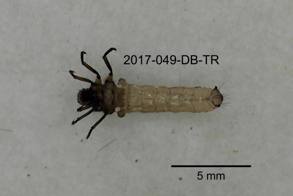 ventral