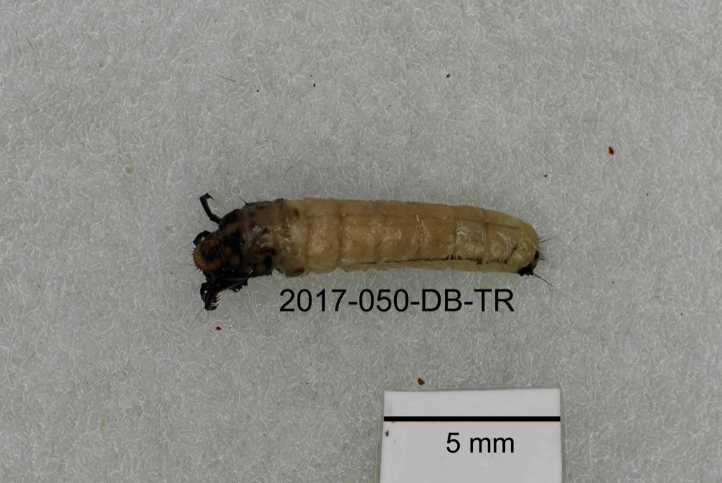 dorsal