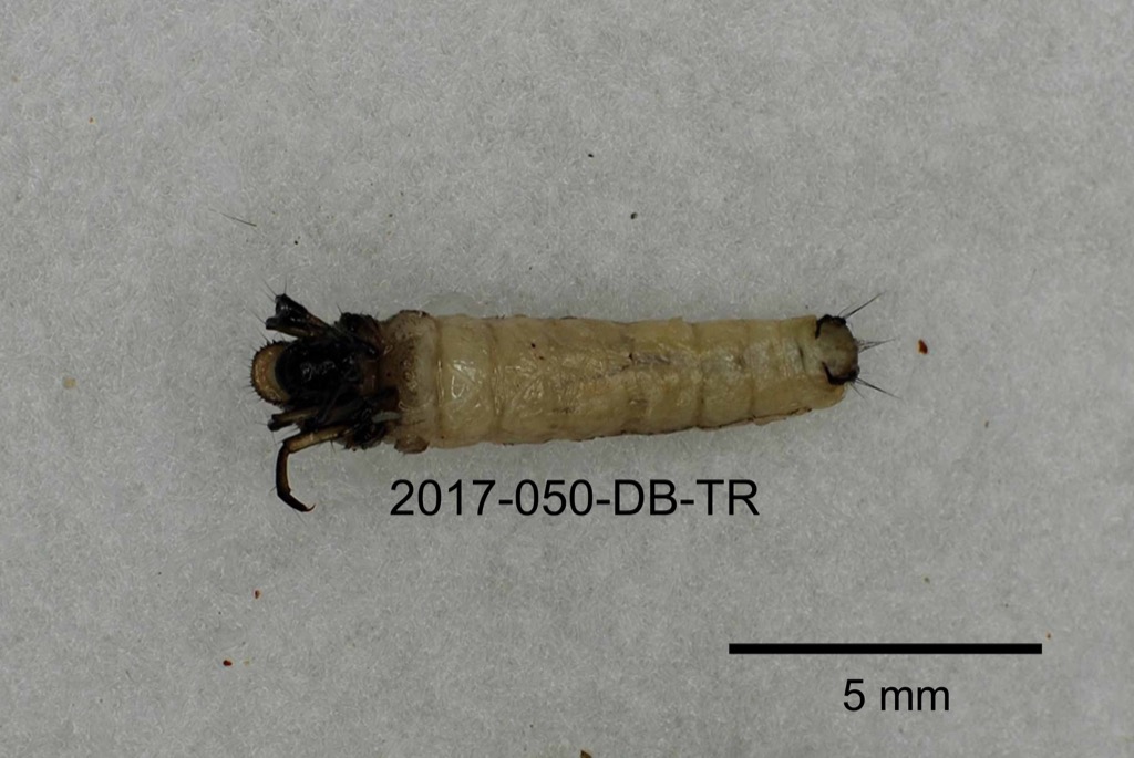 ventral