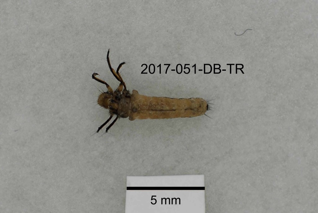 dorsal
