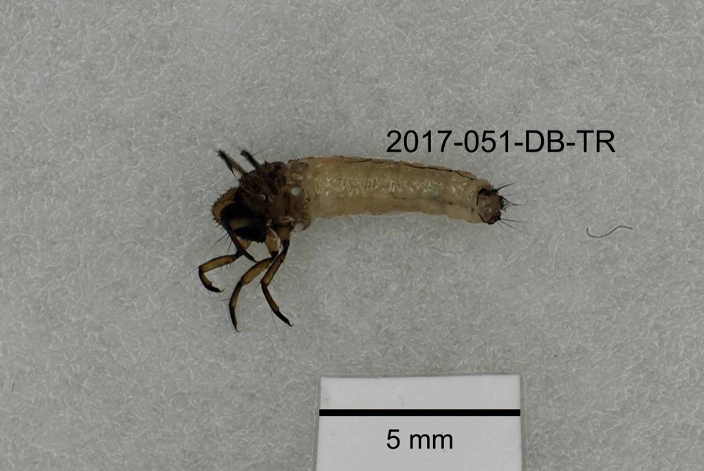 ventral
