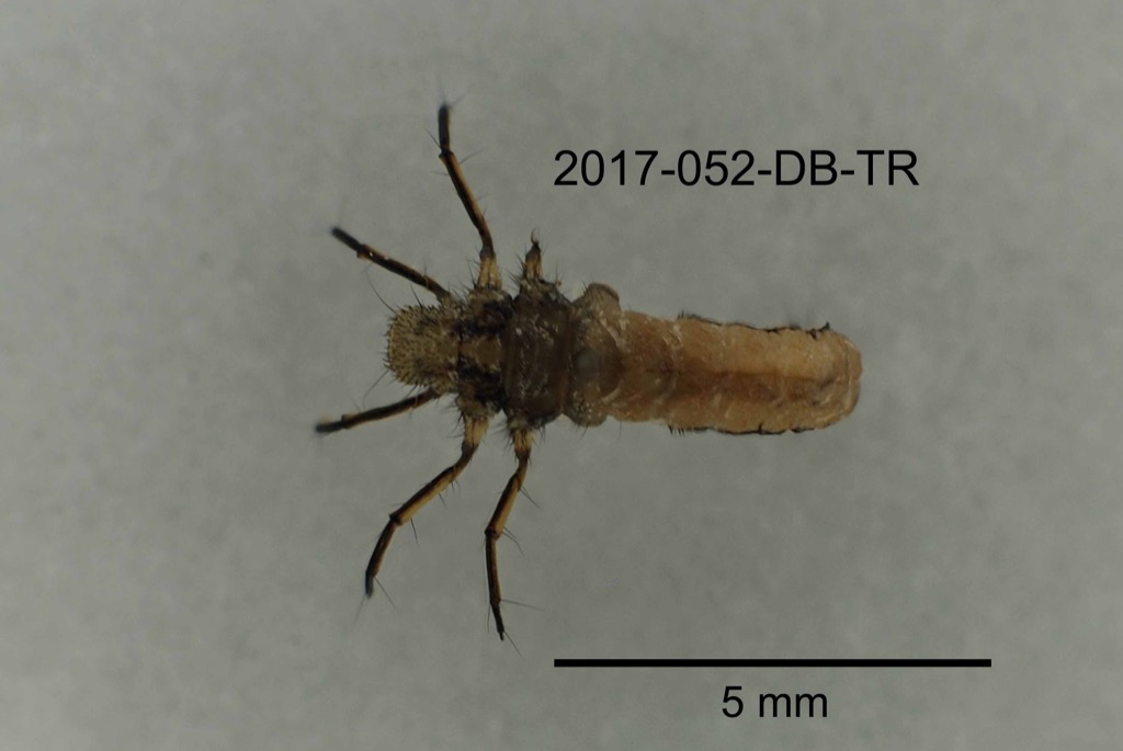 dorsal