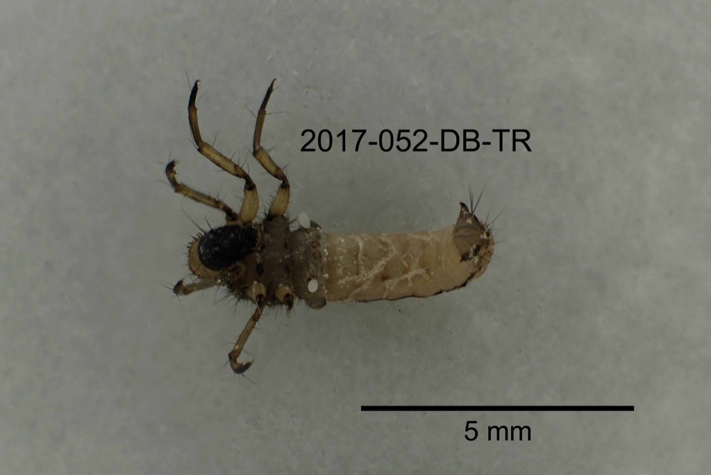 ventral