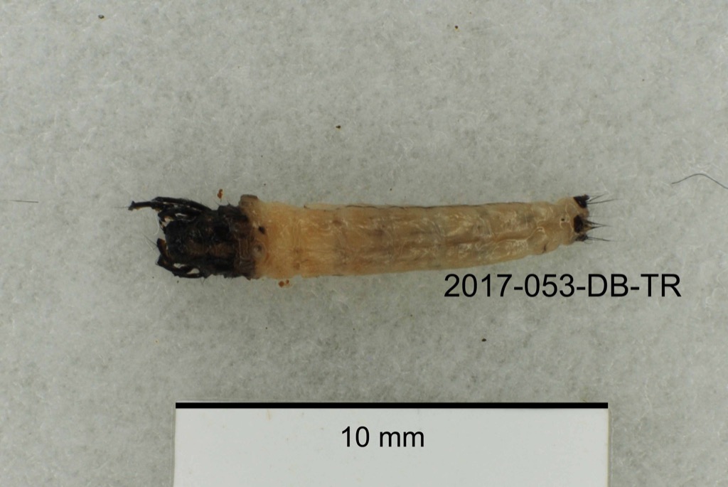 dorsal