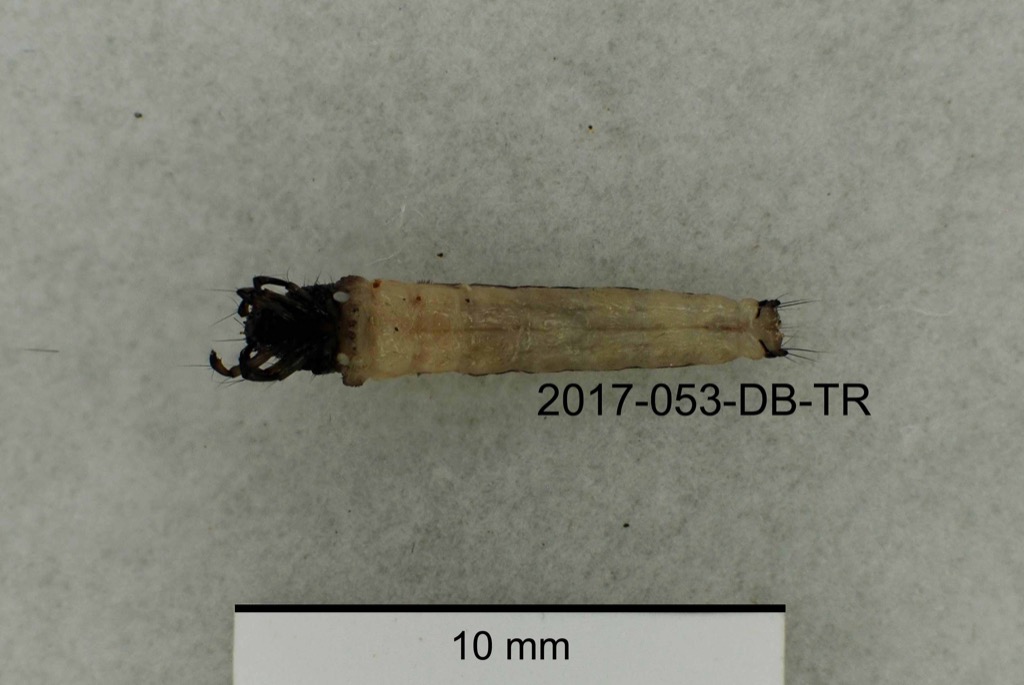 ventral