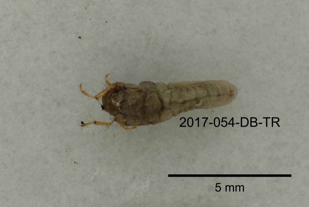 dorsal