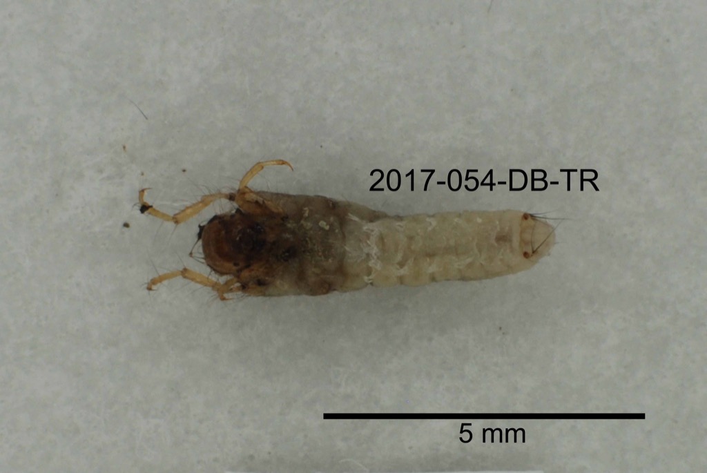 ventral