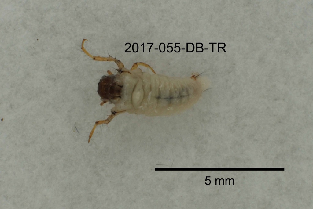 dorsal