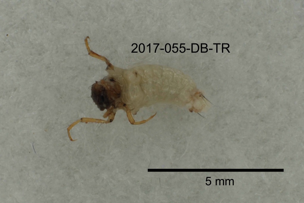 ventral