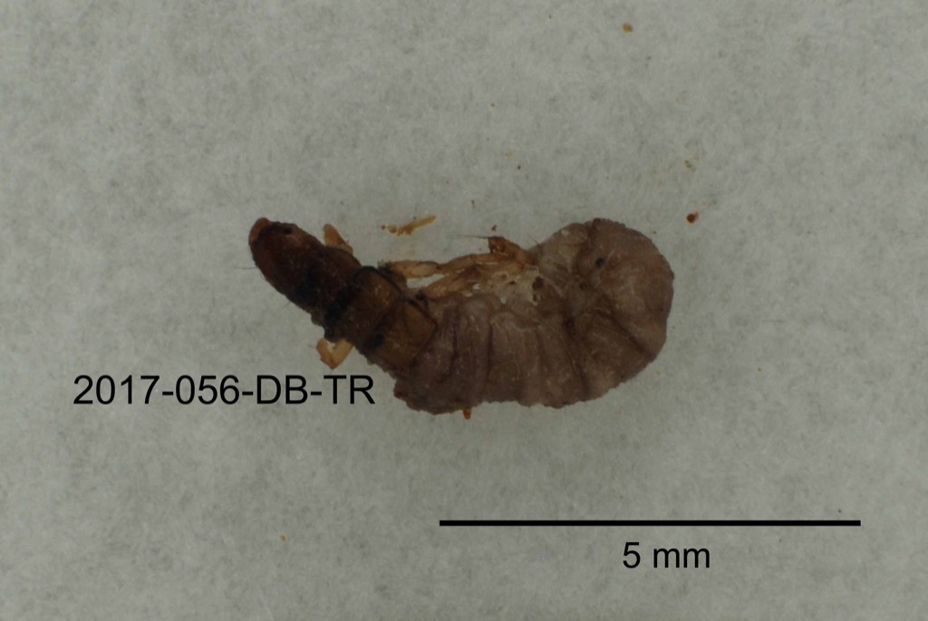 dorsal