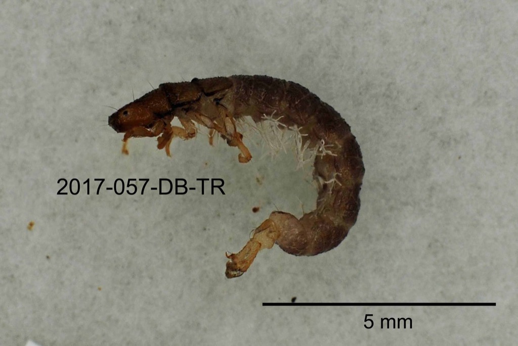 lateral