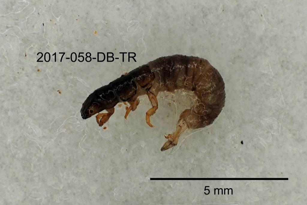 lateral