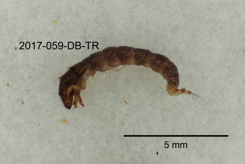lateral