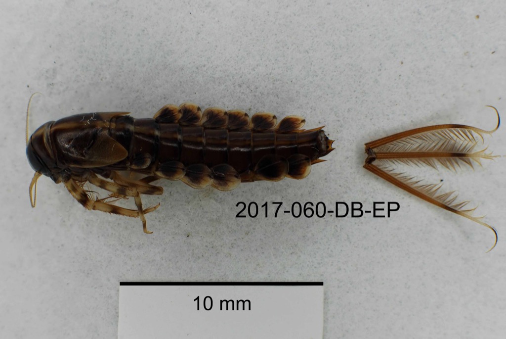 dorsal